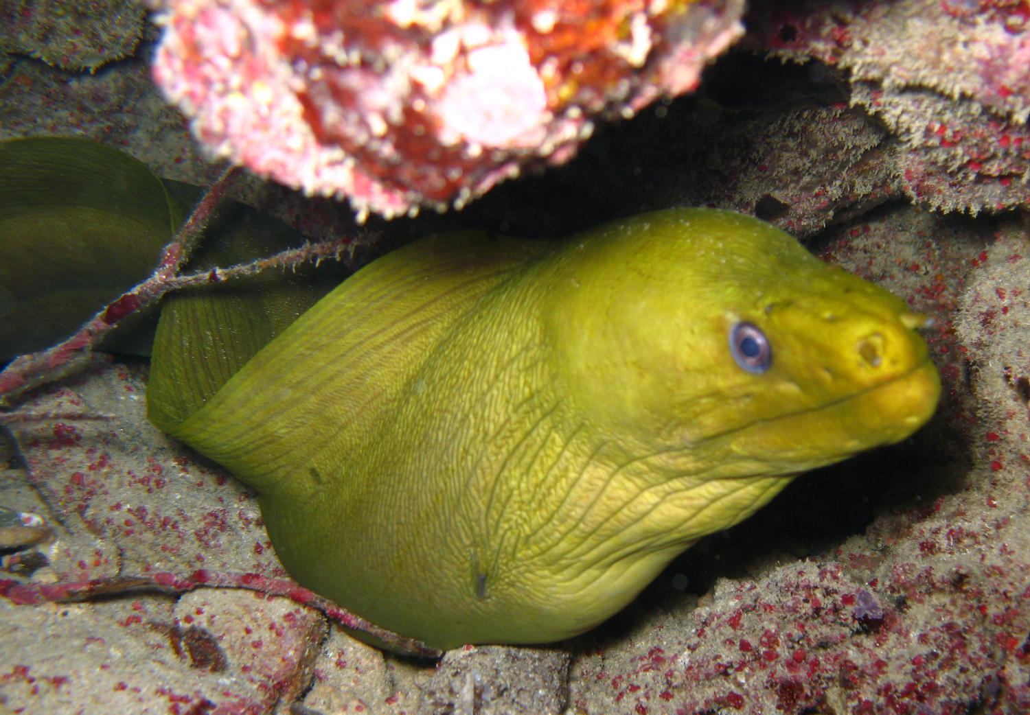 green_moray1