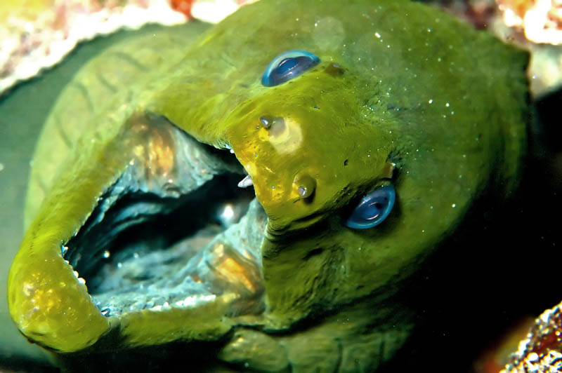 Green_Moray_-_The_Deep