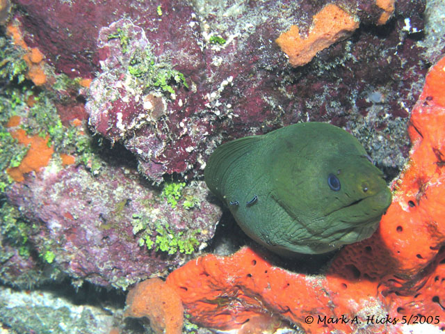 Green_Moray_2