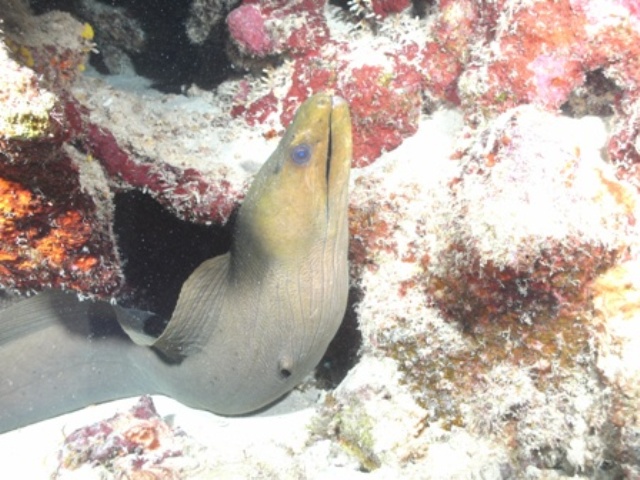 Green_Moray_Bonaire