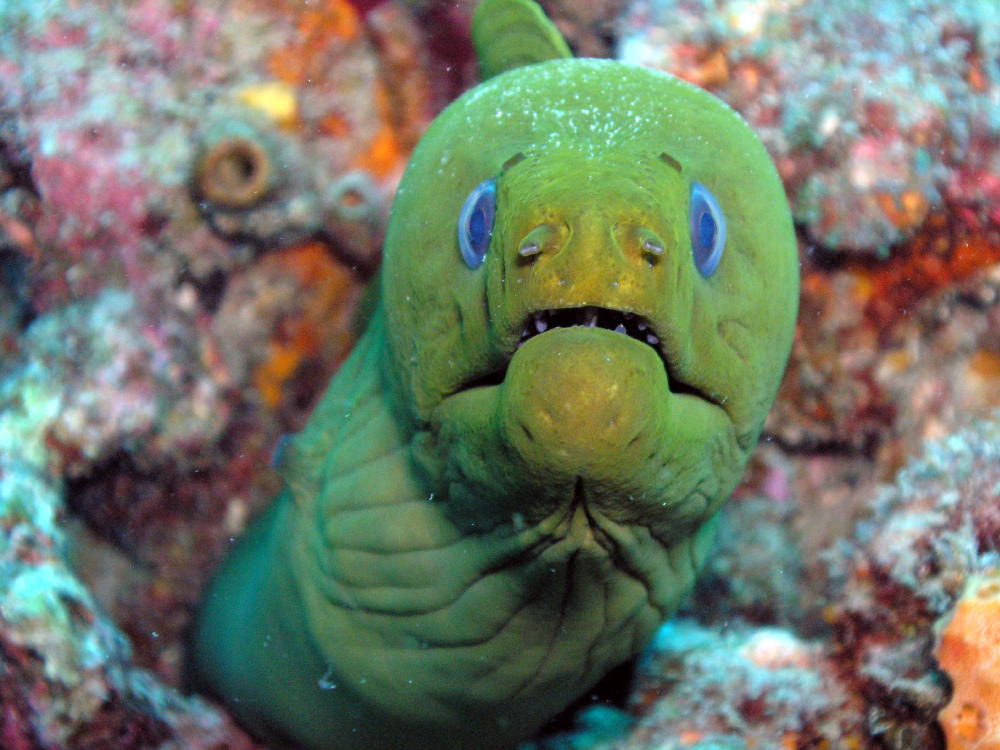 GREEN_MORAY_EEL