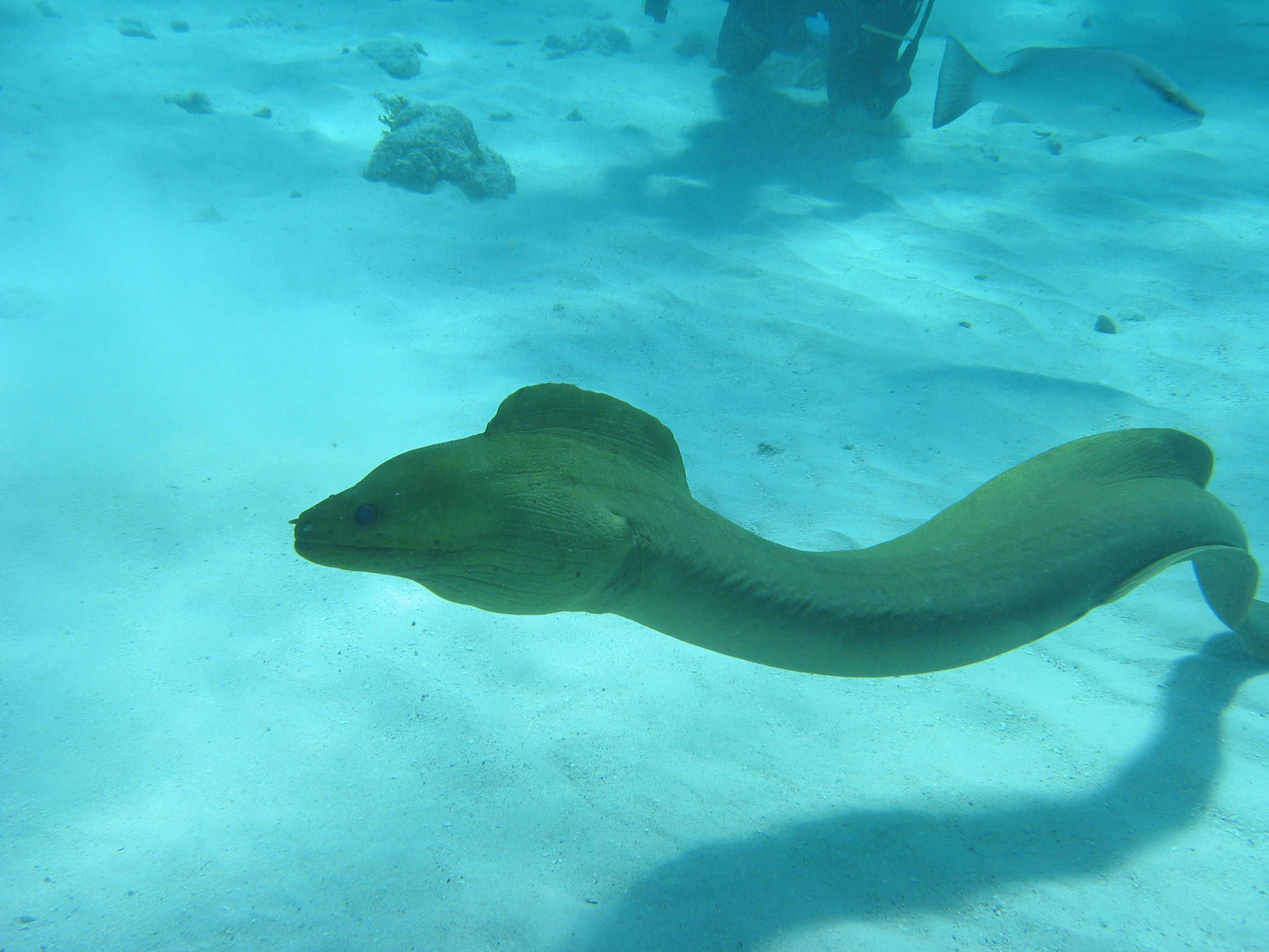 Green_Moray_Eel_