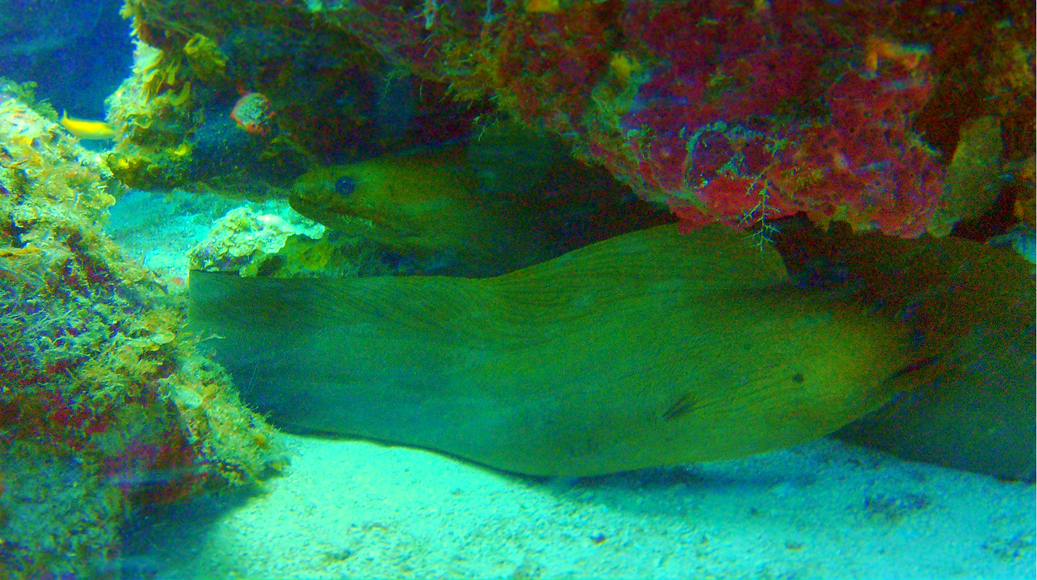 Green_moray_eel_pair_yucab