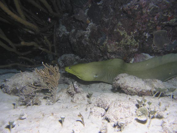 Green_Moray_Night