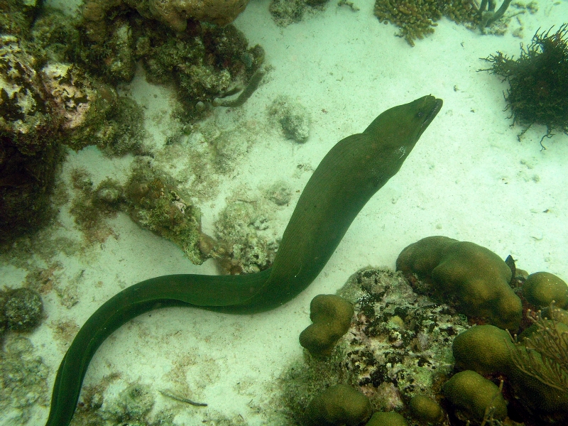 green_moray_out