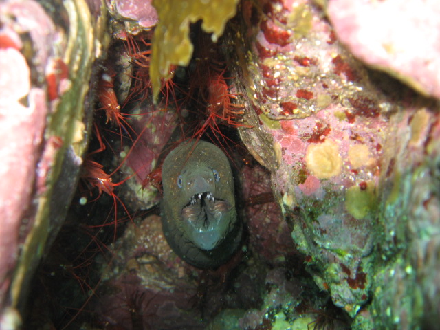 Green_Moray_Peppermint_Shrimp