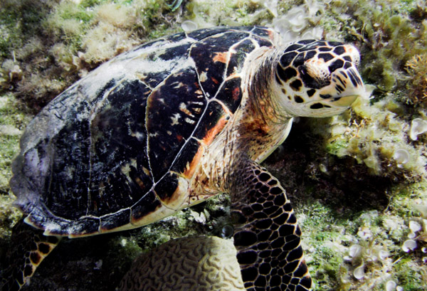 Green_Sea_Turtle_2.jpg