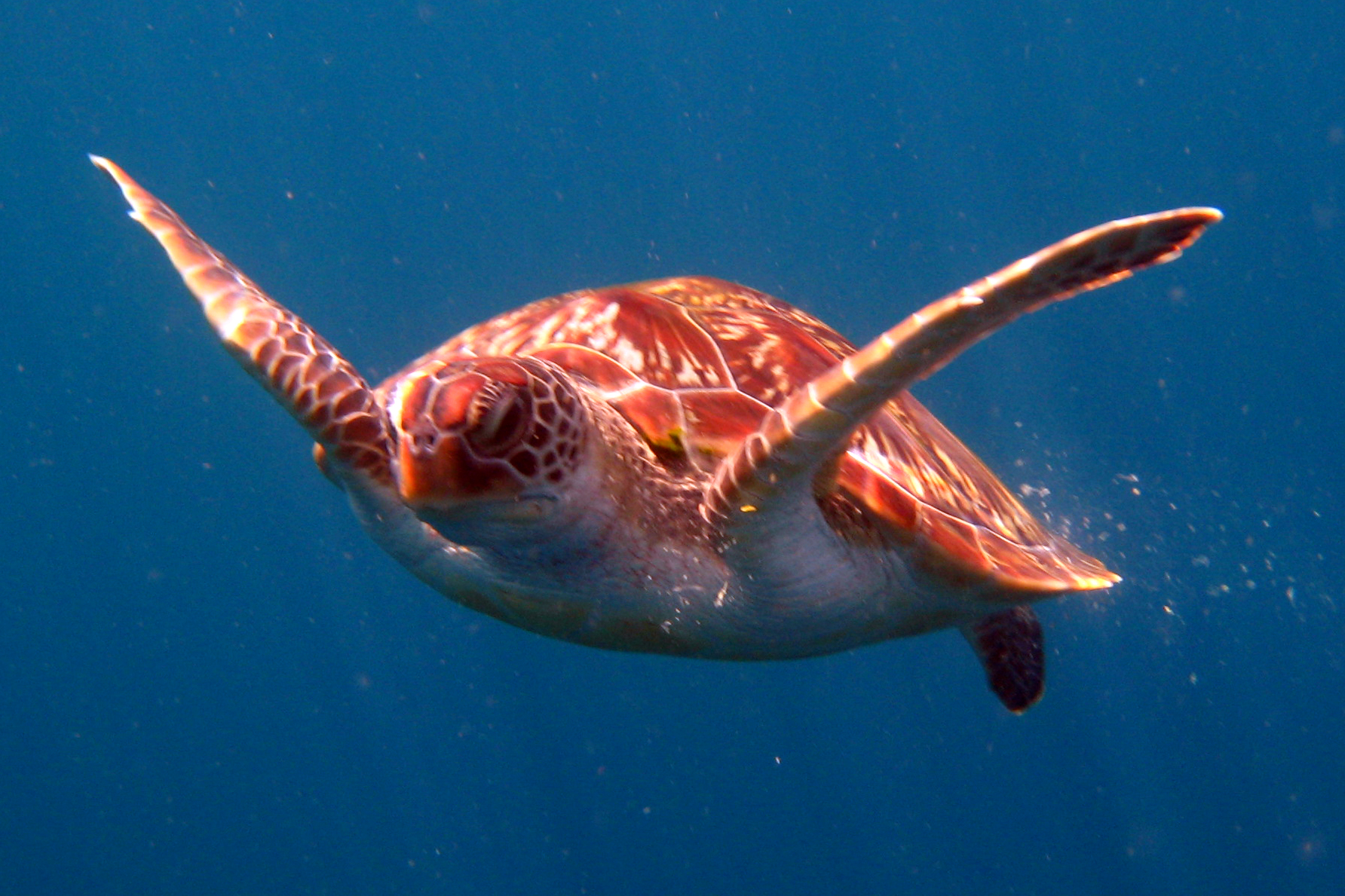 Green_Sea_Turtle_Phuket