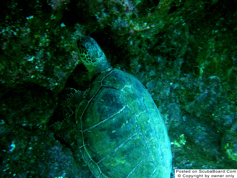 Green_SeaTurtle