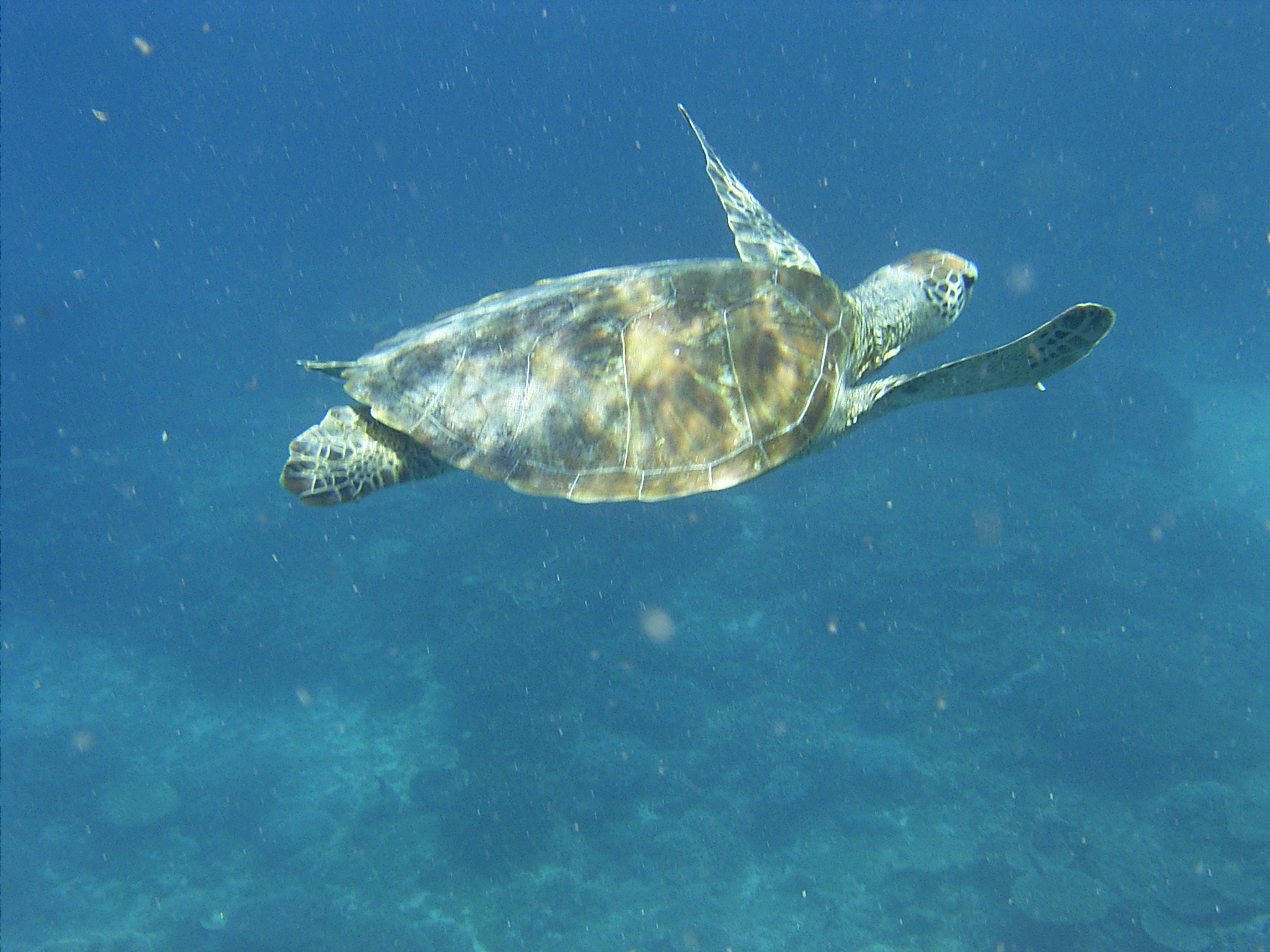 Green_turtle