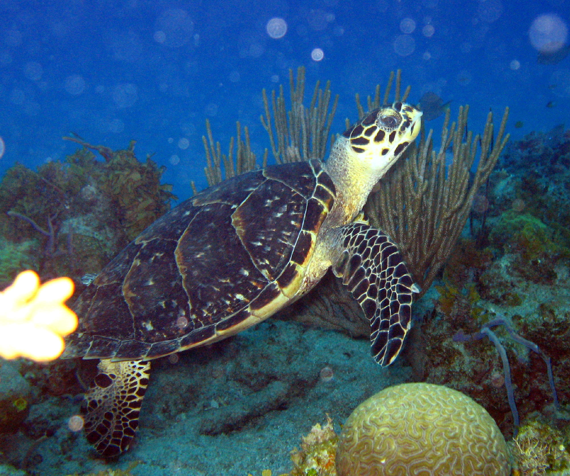 green_turtle1