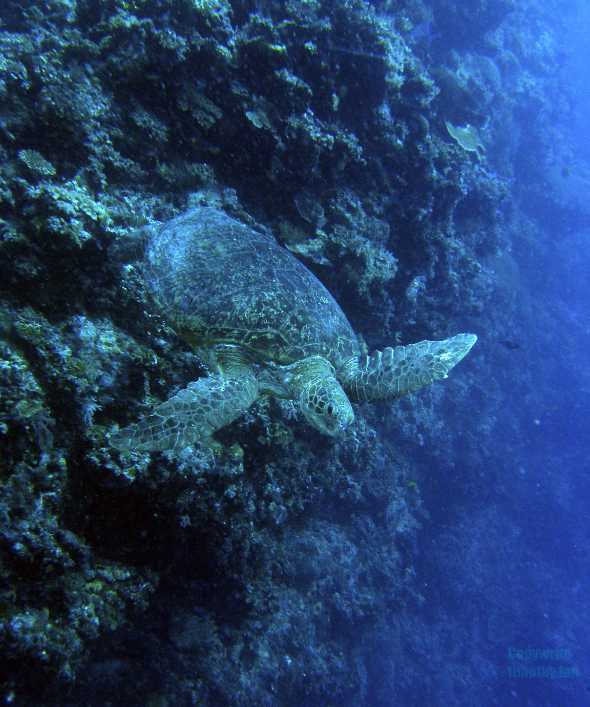 green_turtle_2