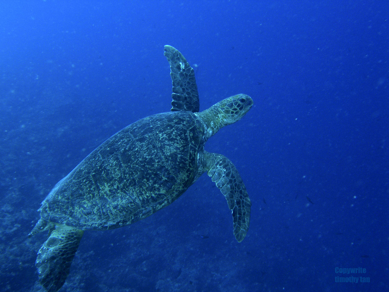 green_turtle_3