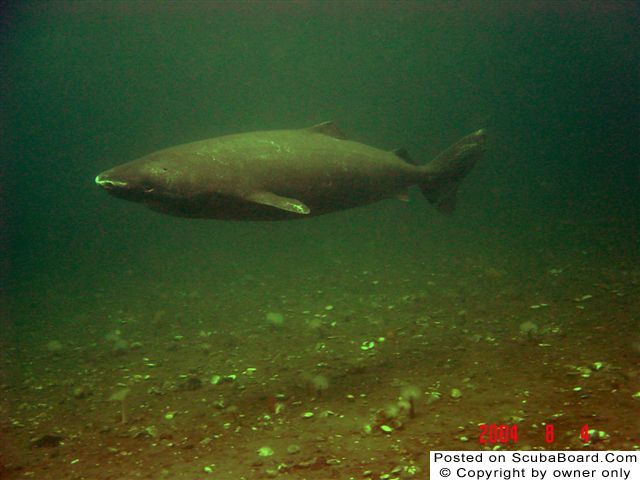 Greenlandshark.