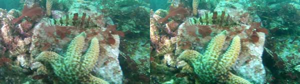 greenling-and-starfish