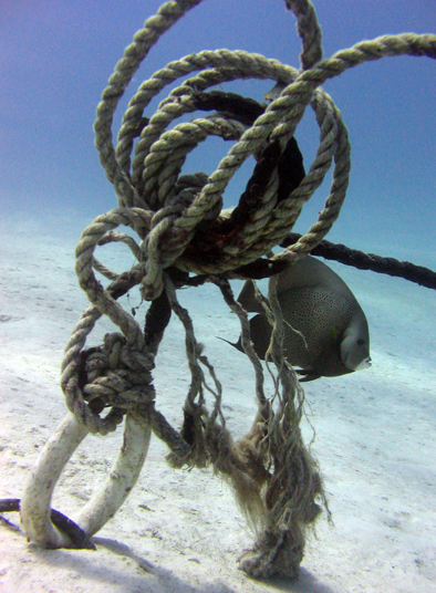 Grey angel and old mooring