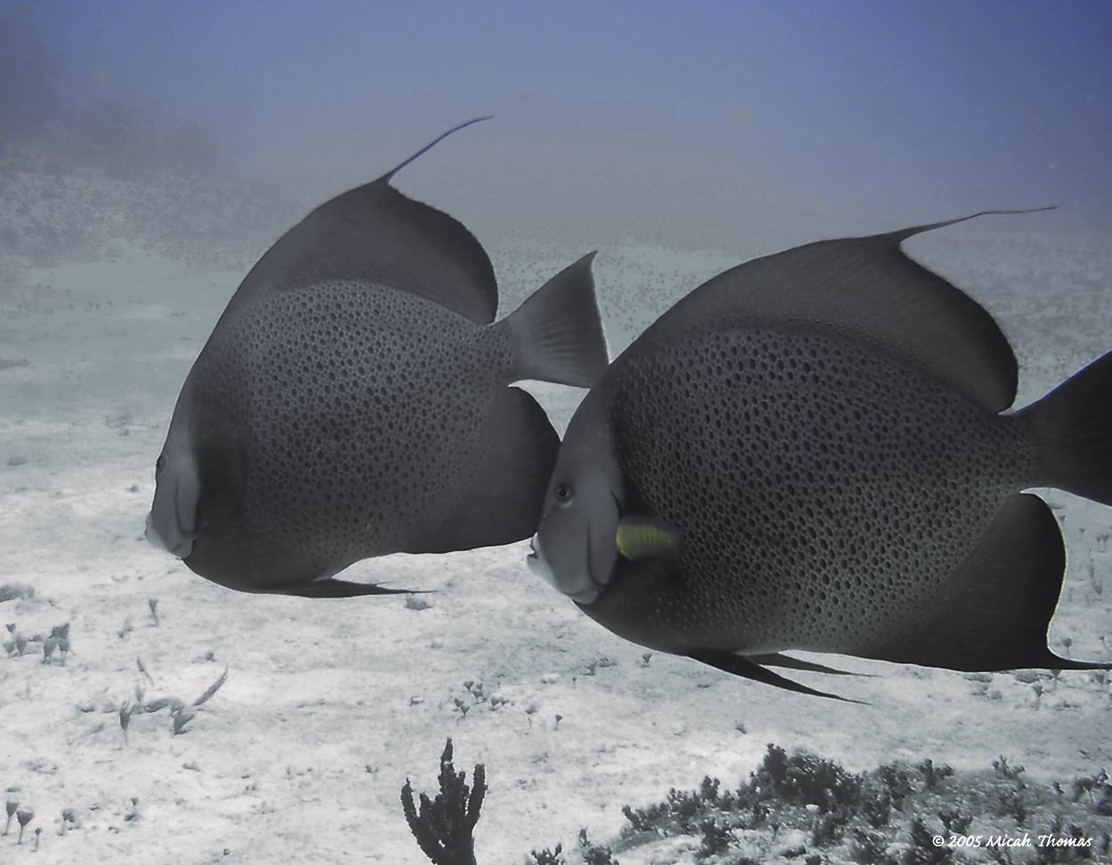 Grey Angel Fish