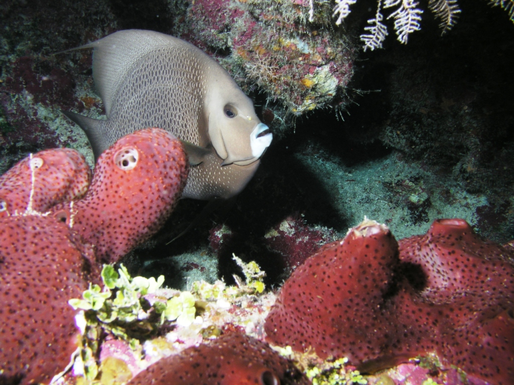 Grey Angelfish