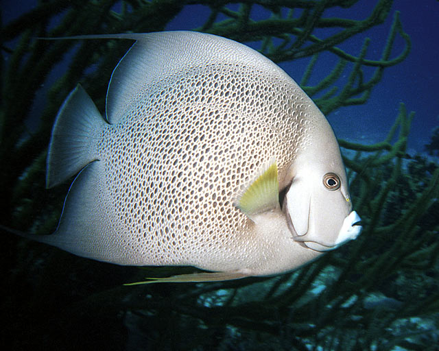 Grey Angelfish