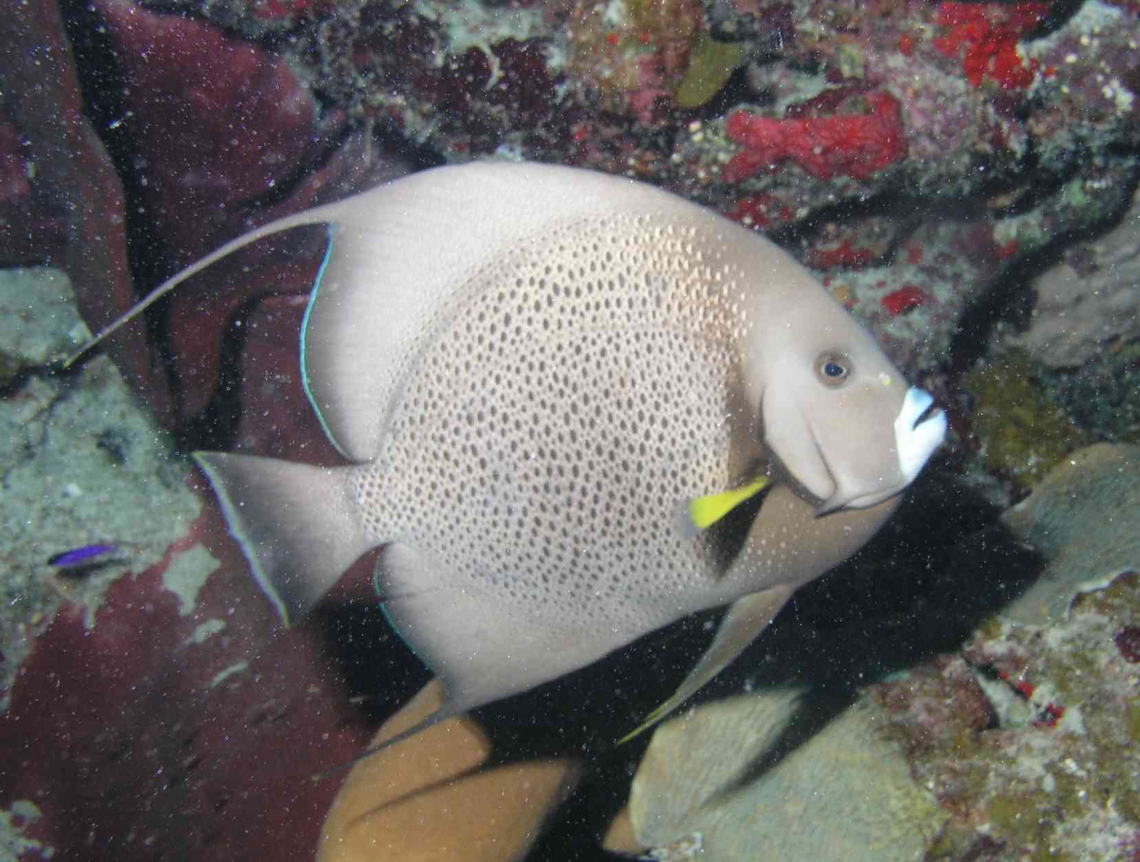 Grey Angelfish