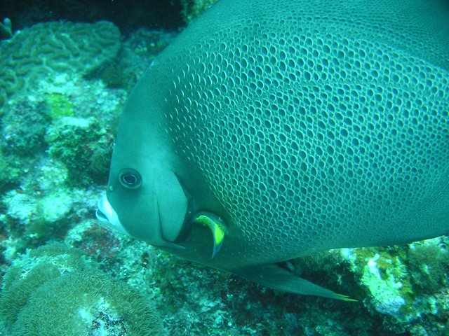 Grey angelfish