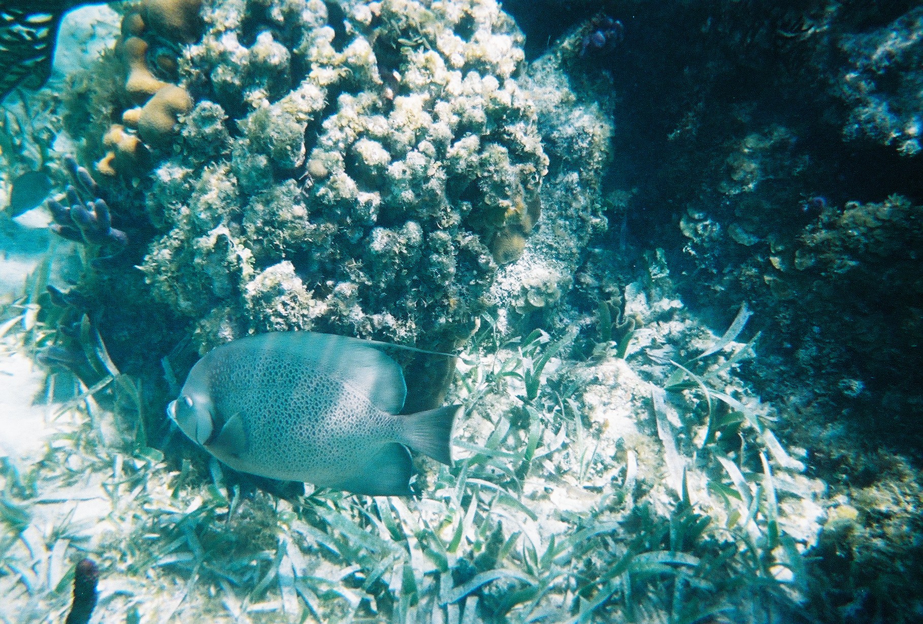 Grey Angelfish