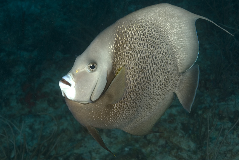 Grey Angelfish