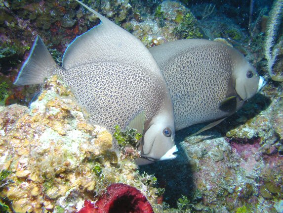 Grey Angels:  Little Cayman