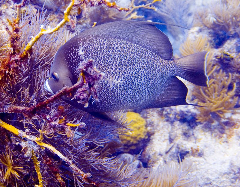 Grey AngleFish