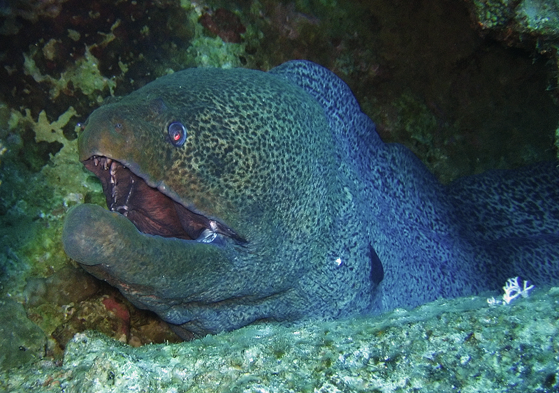 Grey moray