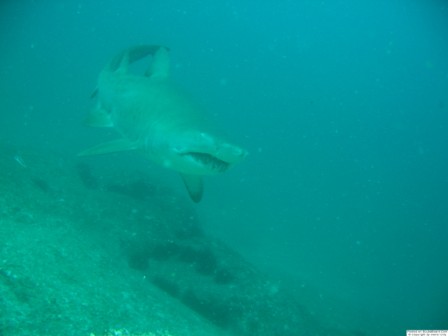 Grey Nurse Shark