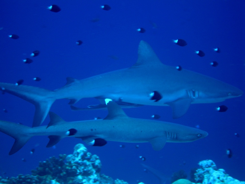 Grey reef shark and Whitetip reef shark