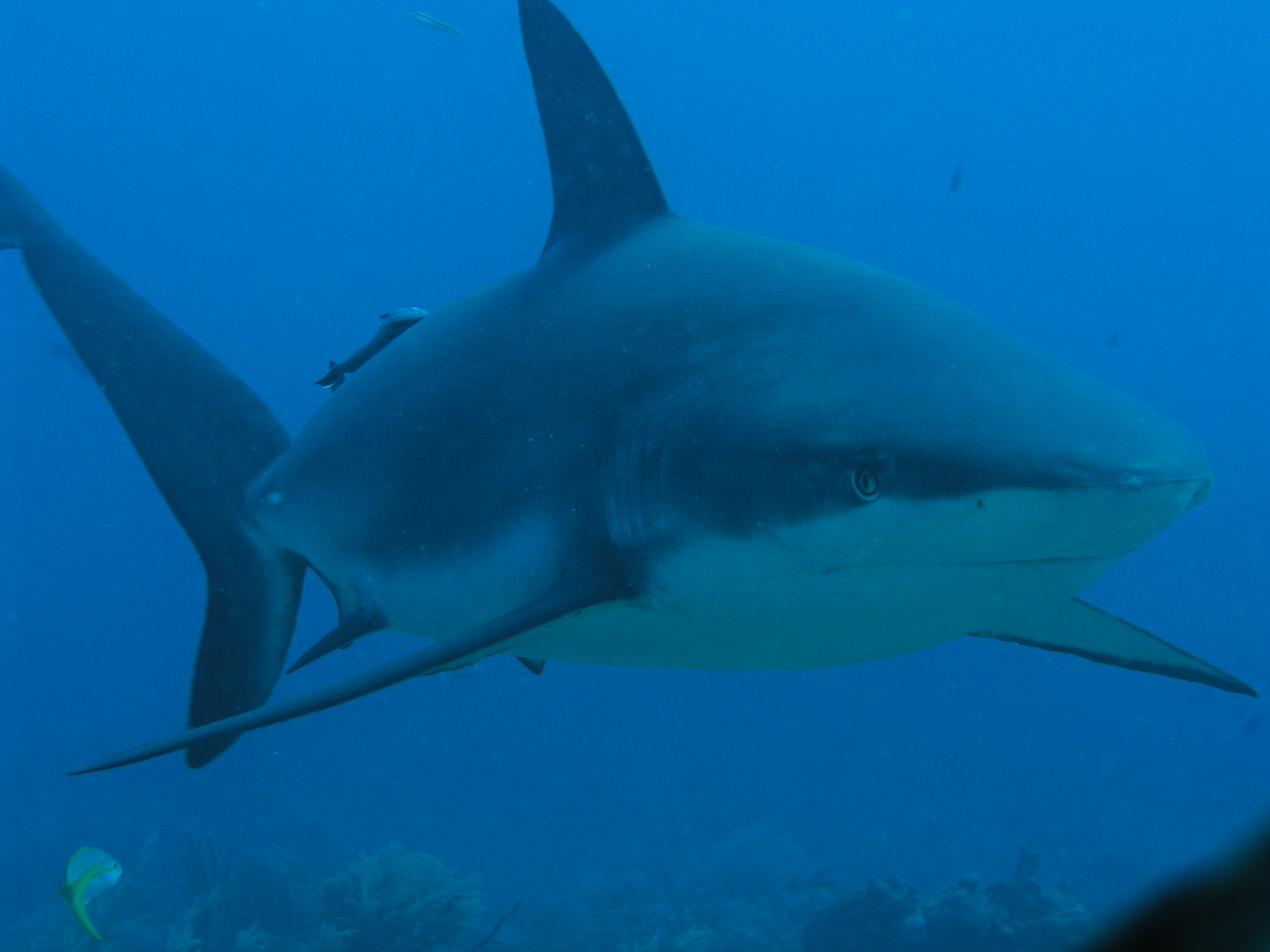 Grey Reef Shark - Close up