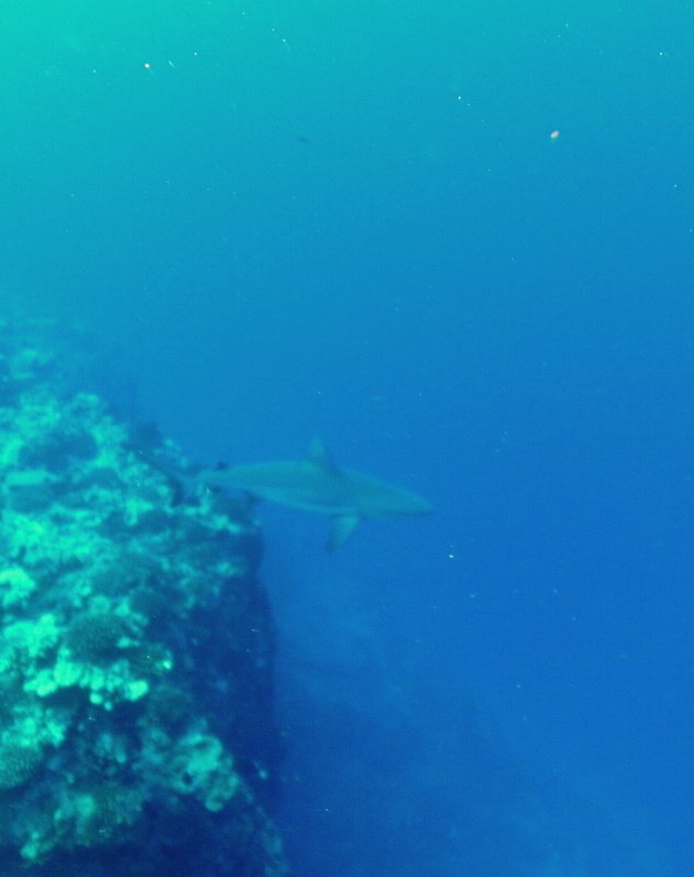 Grey reef shark, Molokini backwall