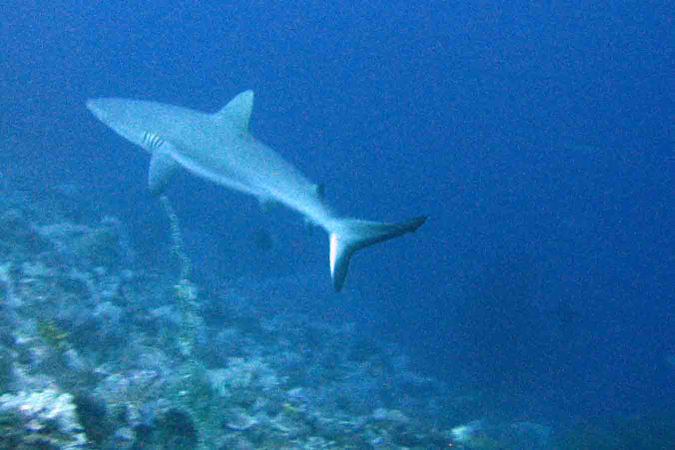 Grey reef shark