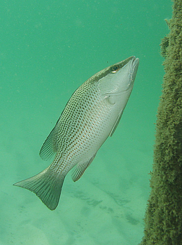 Grey snapper