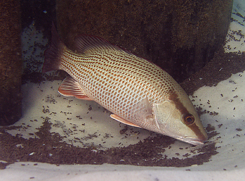 Grey snapper