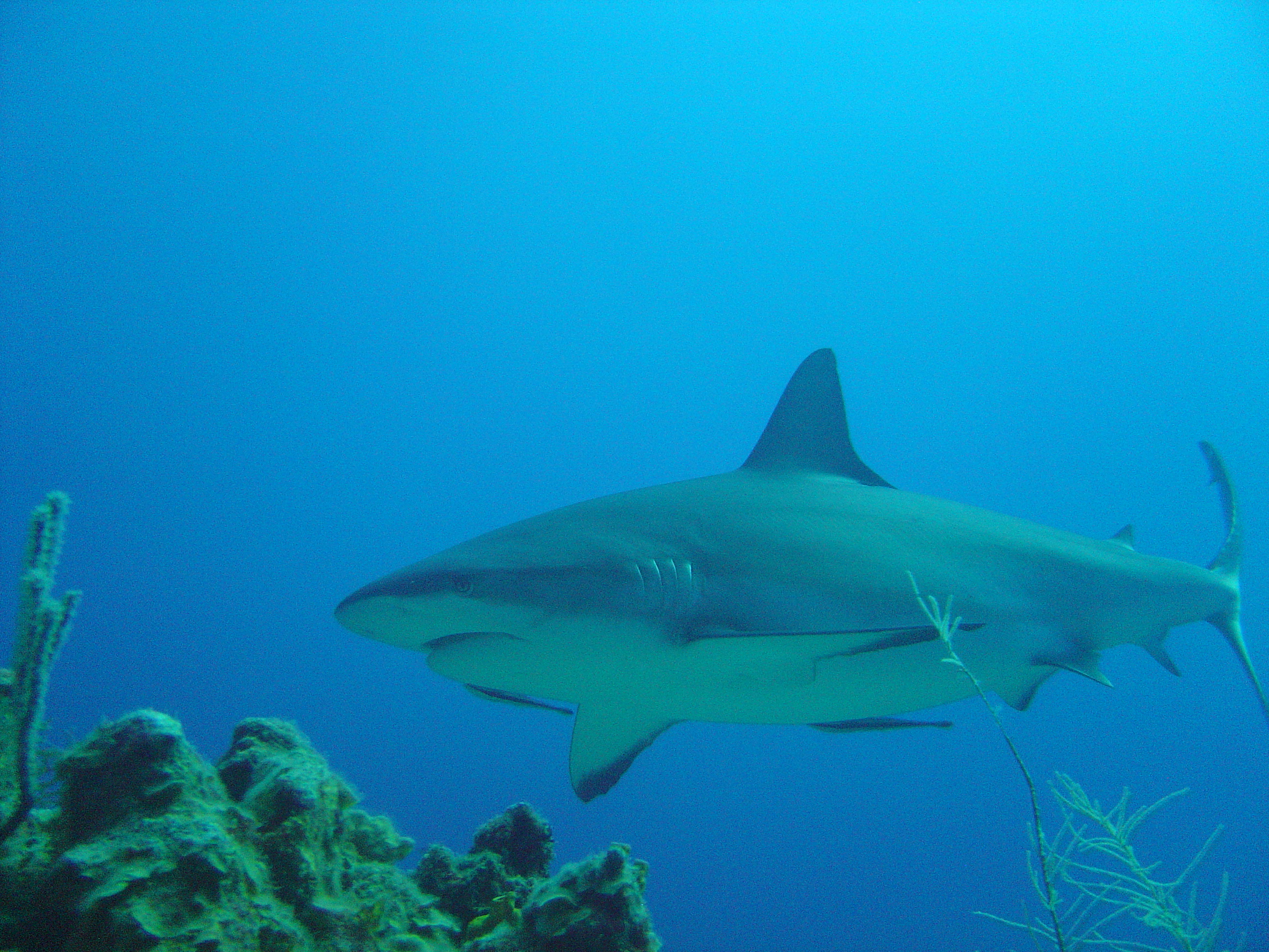 grey tip reef shark - roatan