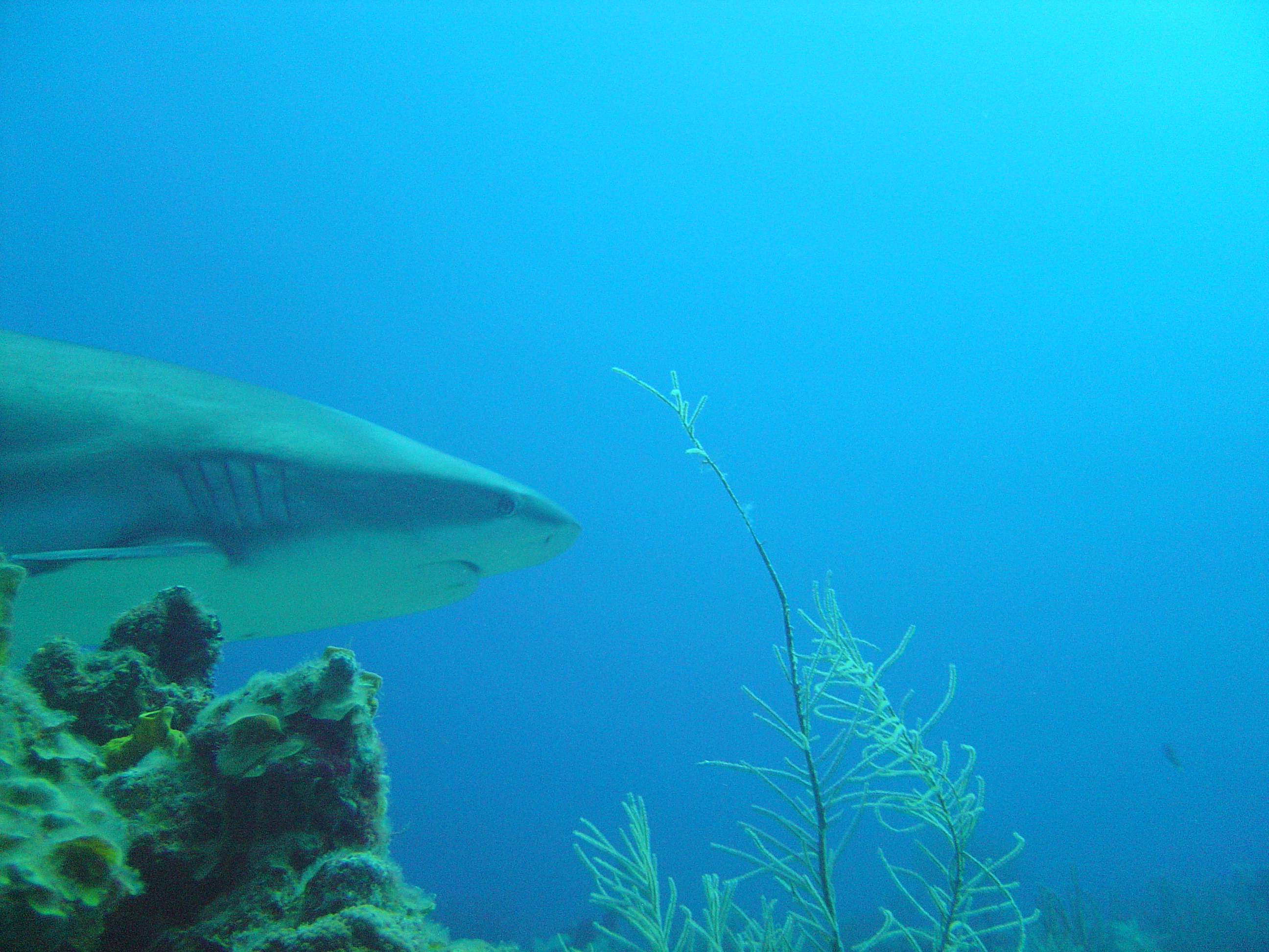 grey tipped reef shark - roatan