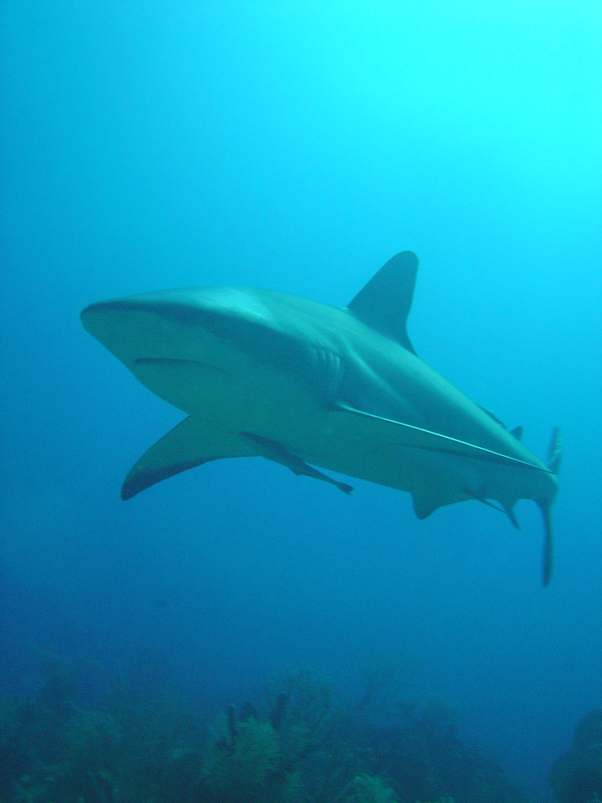 grey tipped reef shark - roatan