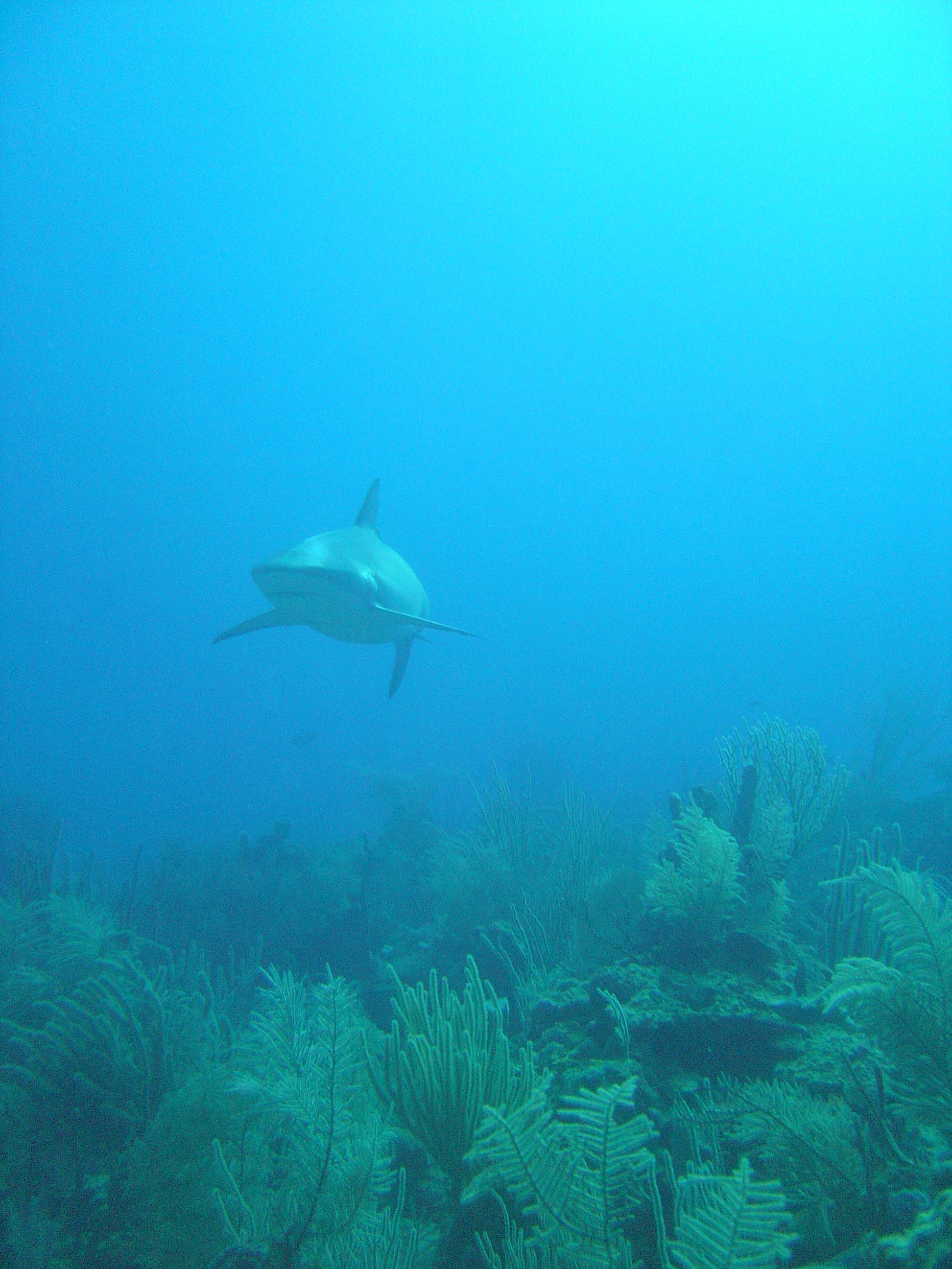 grey tipped reef shark - roatan