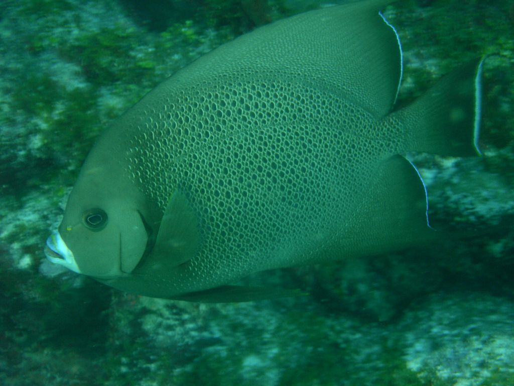 Grey_Angelfish