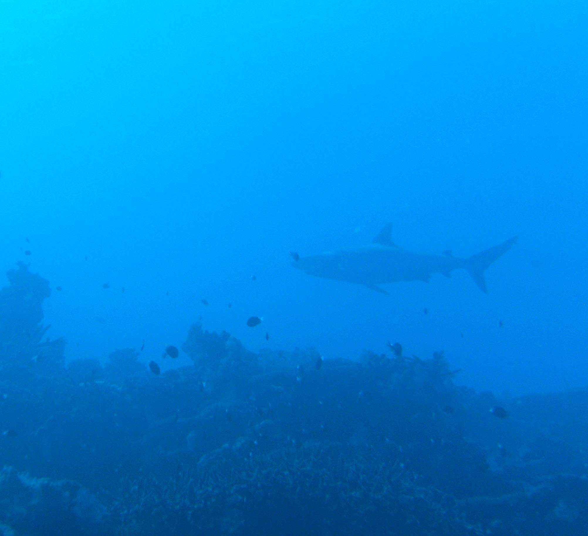 Grey_Reef_Shark_1