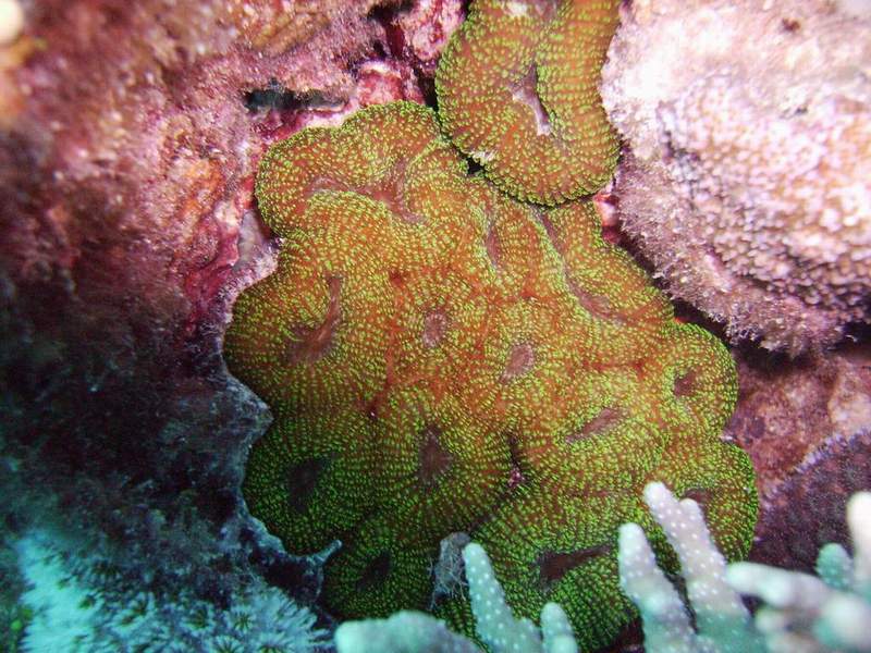 grooved mosiac coral