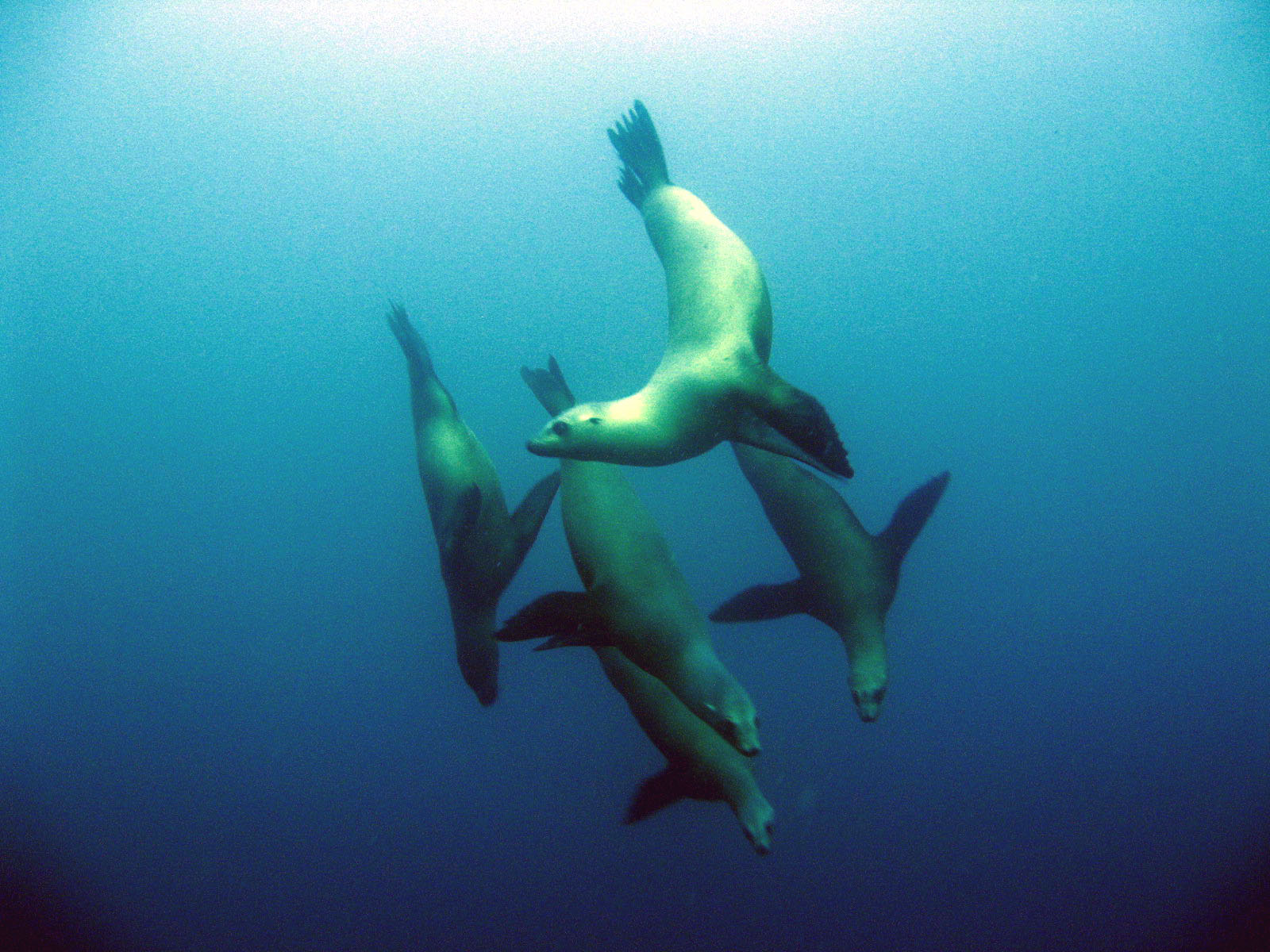 Group of Sea Lions