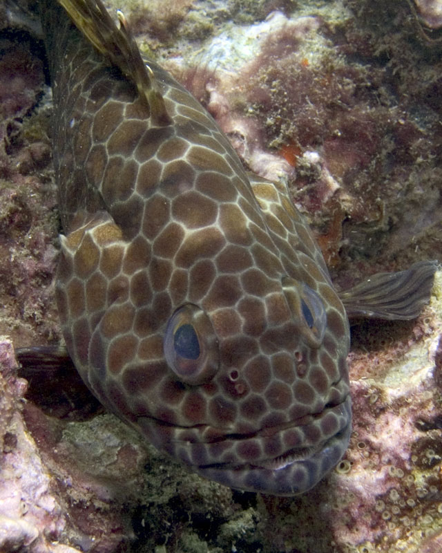 Grouper 4