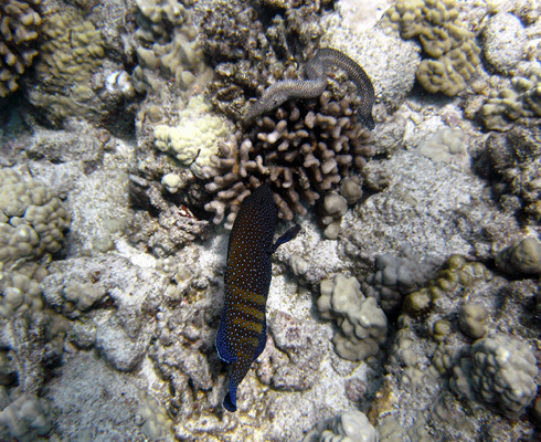 grouper and moray hunting together