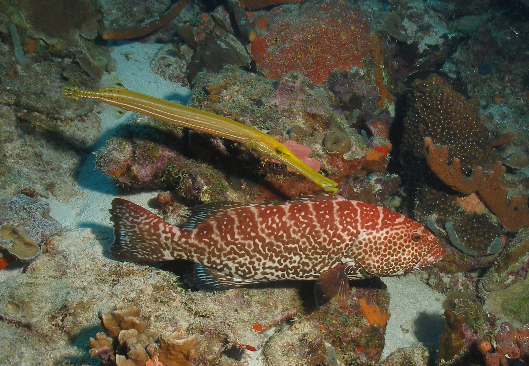 Grouper and Trumpetfish