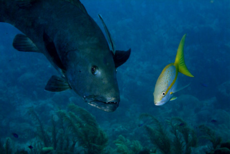 grouper and yellowtail friend