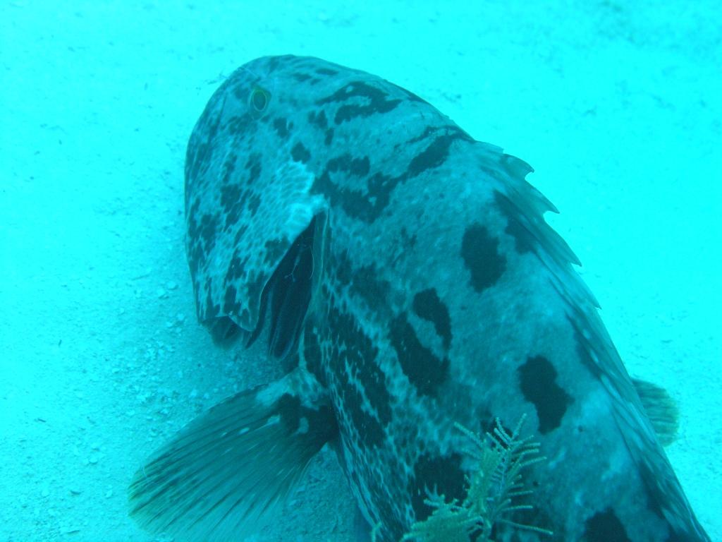 Grouper (being cleaned)